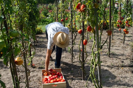 打造梦幻番茄花园-主题包推荐