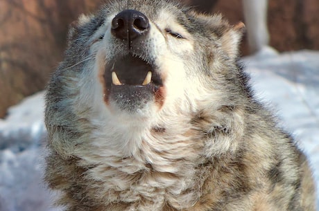 各种恐怖狼种谁是世界上最可怕的狼？