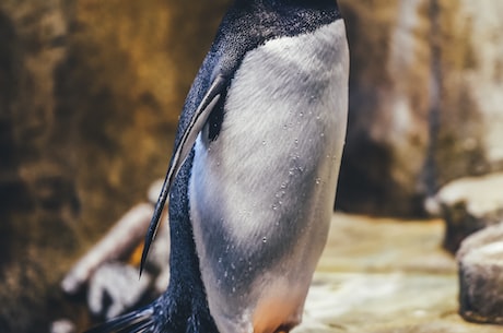 【杭州极地海洋世界】这里的企鹅可不是它们的名字那么简单！