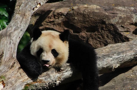 熊猫杀毒软件，你值得拥有的安全守护！