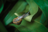 探秘蜗牛壳：小巧且坚硬的护卫之道