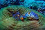 小丑鱼(小丑鱼：珊瑚礁上的另一道风景)