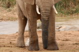 大象的左耳朵像什么？揭秘大象的神秘器官！