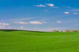 大呼拉尔草原——绝美草原的最美季节