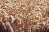 北大荒(北大荒推出新品种小麦，产量达到新高！)