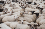 中国农业：领头羊的角色